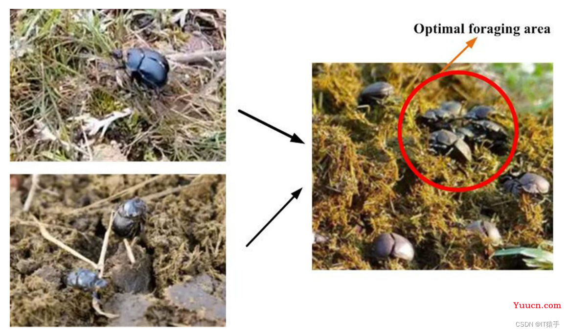 单目标优化：蜣螂优化算法（Dung beetle optimizer，DBO）