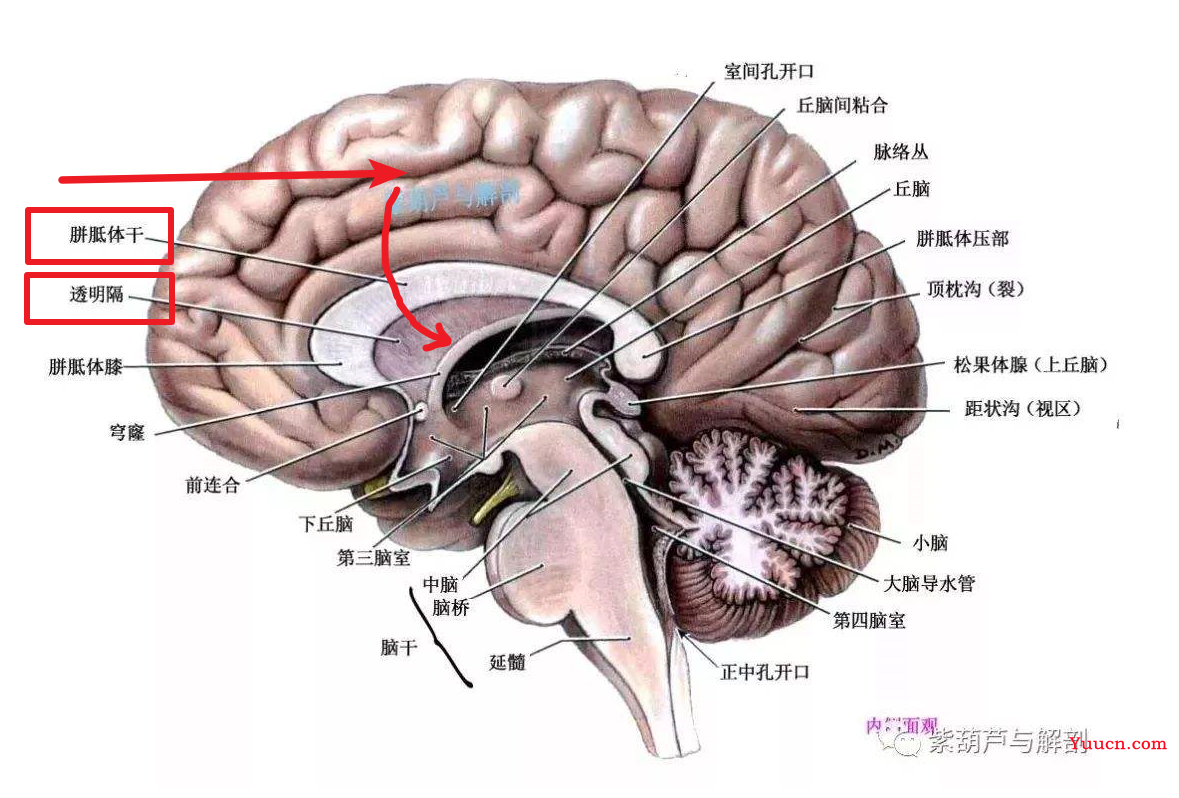 人类记忆系统之谜，也许就是这么回事儿