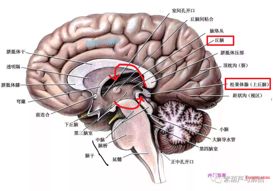 人类记忆系统之谜，也许就是这么回事儿